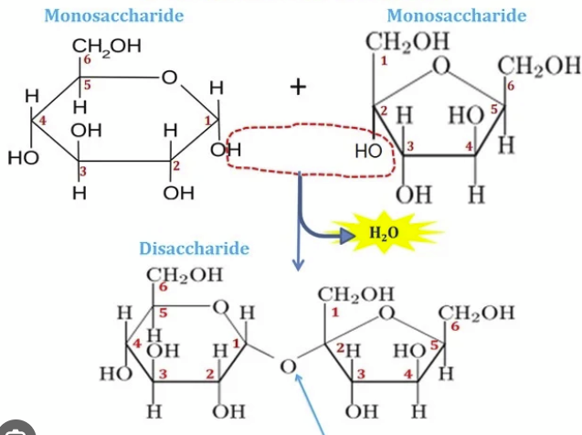 <p>A _______ bond is a type of ether bond that links a carbohydrate molecule (the glycone) to another group (the aglycone), which can be another sugar or a non-sugar molecule</p>