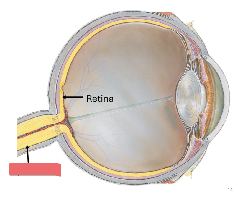 <p>vision</p><ul><li><p>formed by axons of the ganglionic cells in the retina of the eye</p></li></ul><p></p>