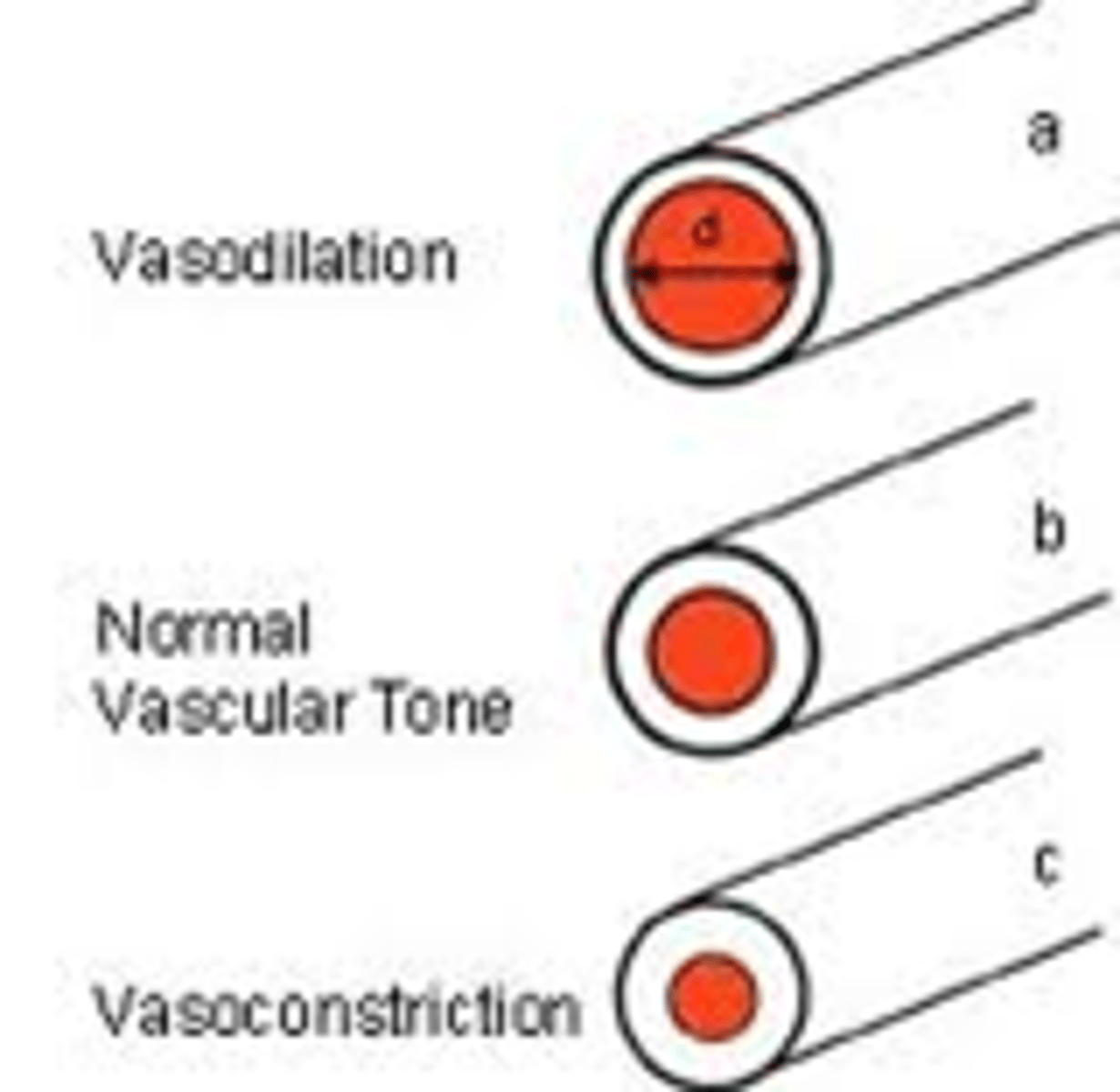 <p>contraction in order to regulate blood flow and pressure</p>
