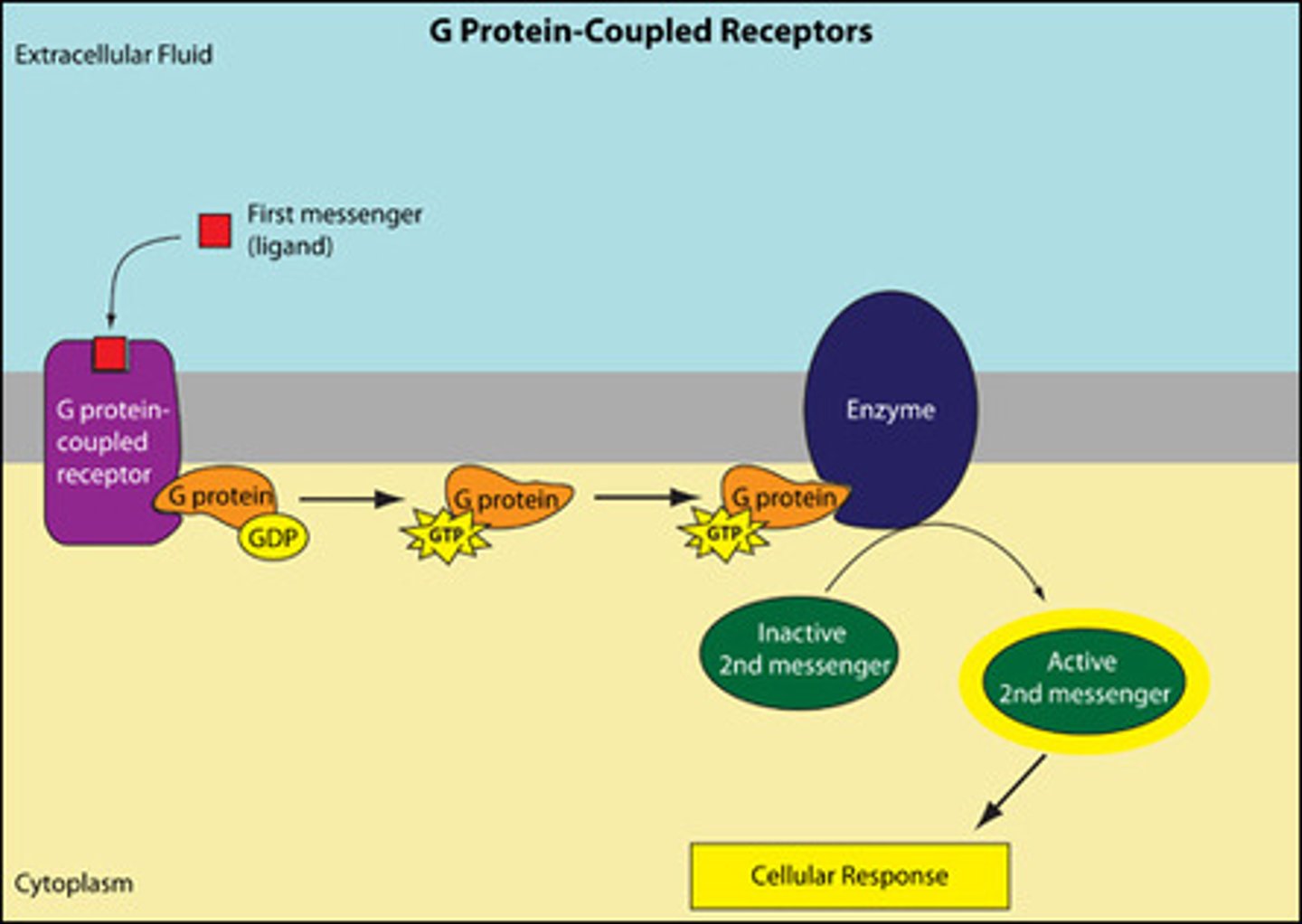 <p>(B) III Only</p><p>G Protein Coupled Receptors are found in Eukaryotes.</p>