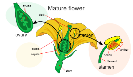 <ul><li><p><span>Dominant sporophyte stage</span></p></li><li><p><span>Reproduction</span></p><ul><li><p><span>Gametophytes on flower (pollen and ovule)</span></p></li><li><p><span>Seeds protected in fruits</span></p></li><li><p><span>Fertilization occurs soon after pollination</span></p></li><li><p><span>Multiple methods of dispersal of pollen and seeds, including wind and animal dispersal</span></p></li></ul></li></ul><p></p>