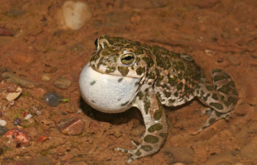 <p>In CH wohl extinct</p>