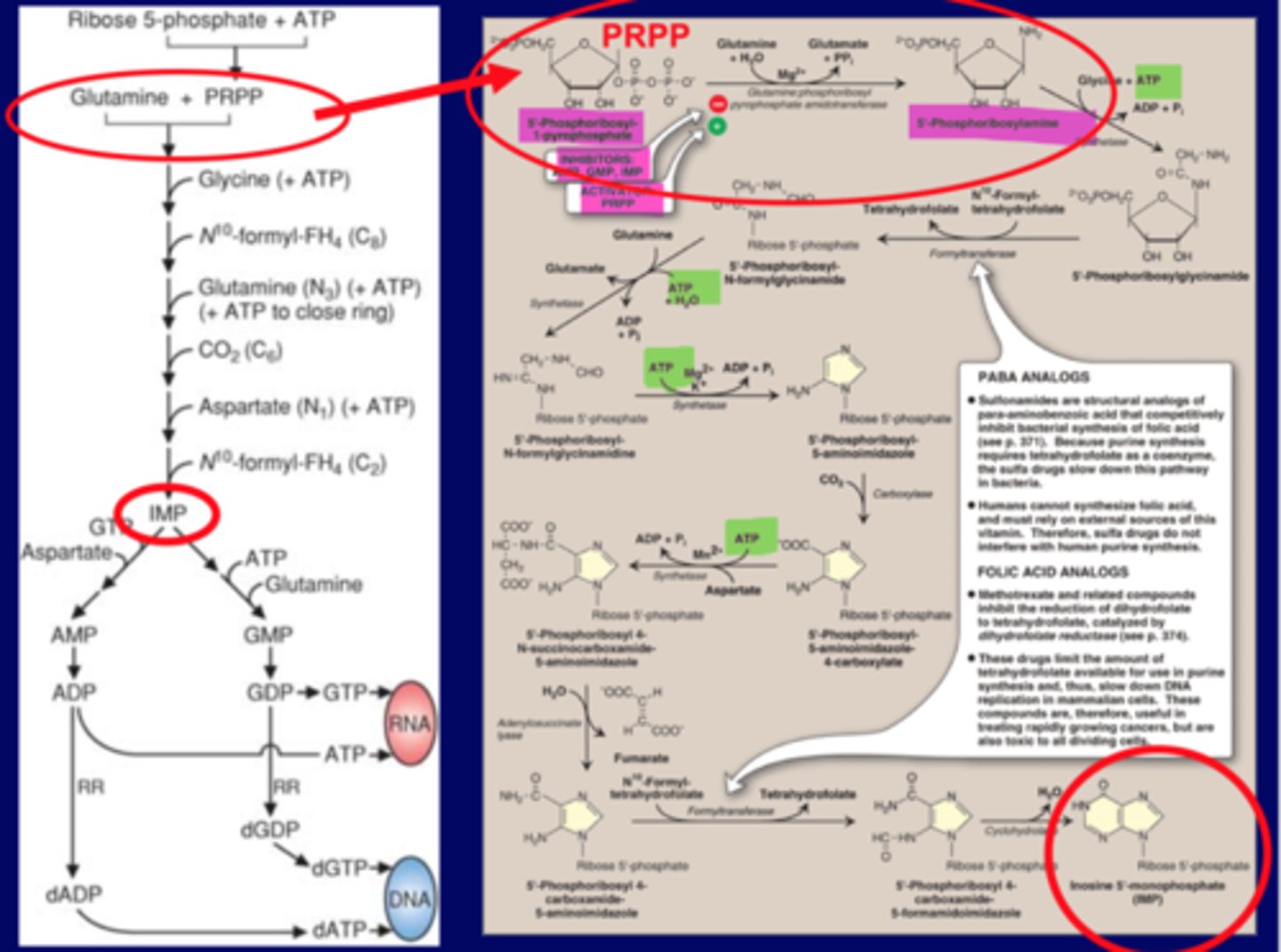 <p>PRPP to 5-phosphoriboylamine by ...aminotransferase<br>ACTIVATOR: PRPP <br>INHIBITOR: AMP, GMP, IMP<br><br>N10 formyl FH4 at 2 places<br>2 drug groups<br>-PABA analog<br>-Folic acid analog<br><br>PABA<br>-sulfoamides->antibiotics, inhibit folic acid biosynthesis in bacteria, does not effect humans. <br><br>Folic Acid <br>-used on folic acid, inhibits reaction to block N10 formyl FH4 in 2 places, blocks formyltransferase at both locations, blocks A and G biosynthesis<br><br>IMP (Inosine) precursor for A and G</p>
