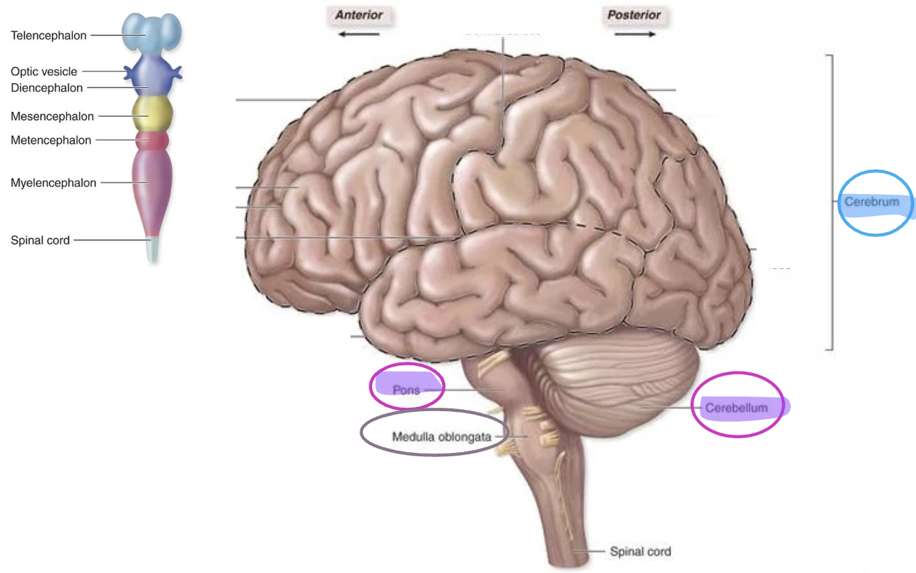<p>Medulla Oblongata</p><p></p>