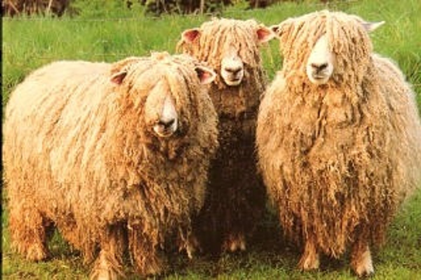 <p>What type of sheep is this? (breed and type)</p>