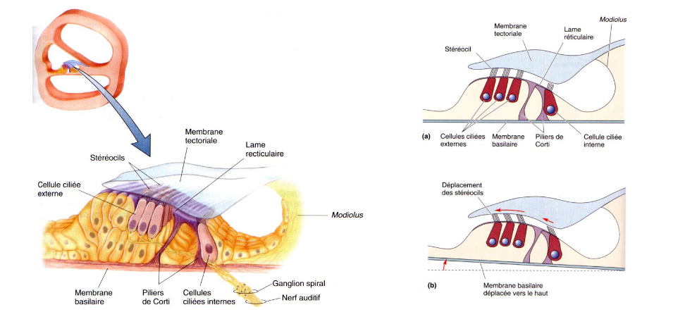 <p>récepteur des ondes sonores, est stimulé par la déviation des cils des cellules sensorielles</p>