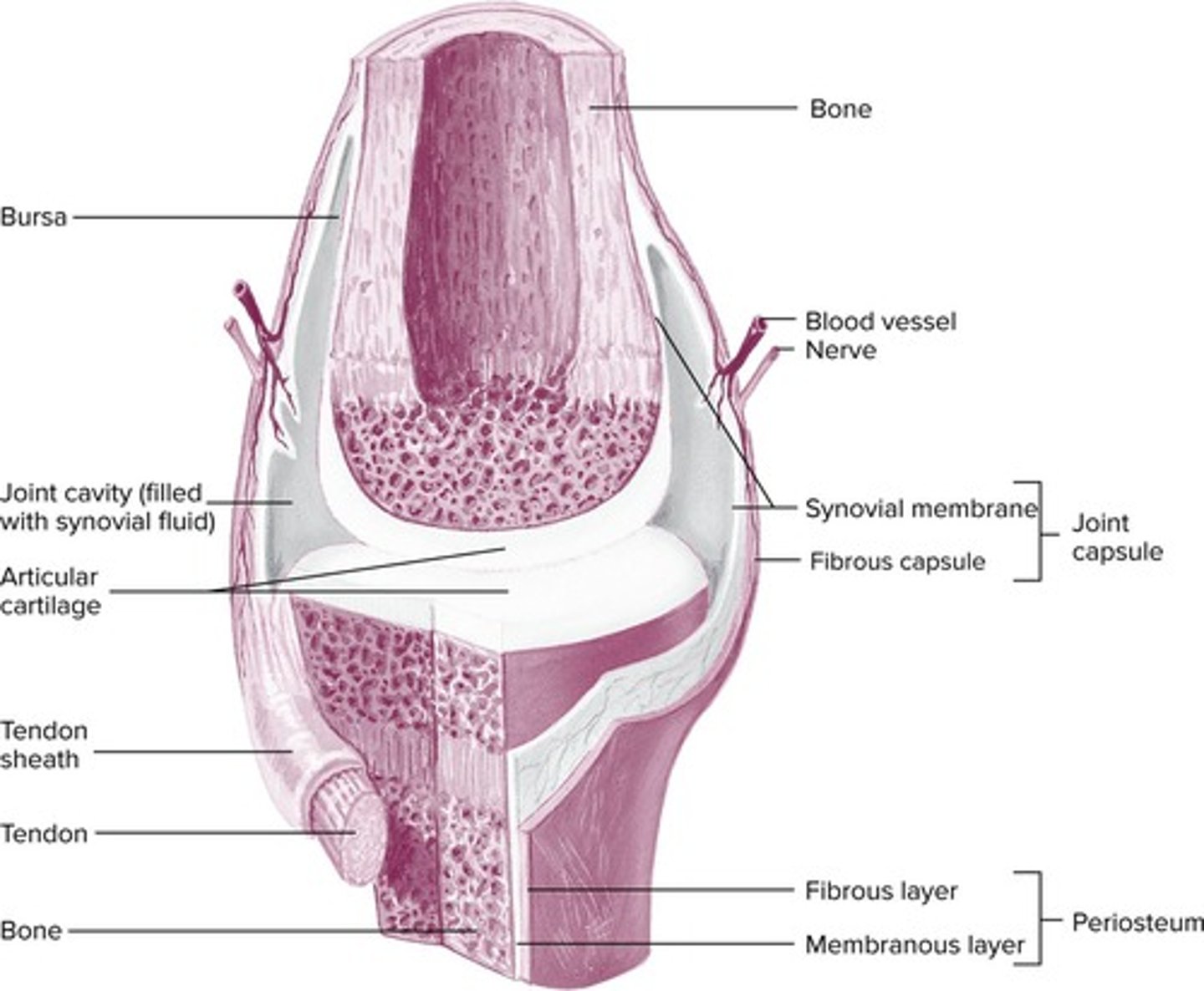 <p>Freely movable joints surrounded by a joint capsule.</p>