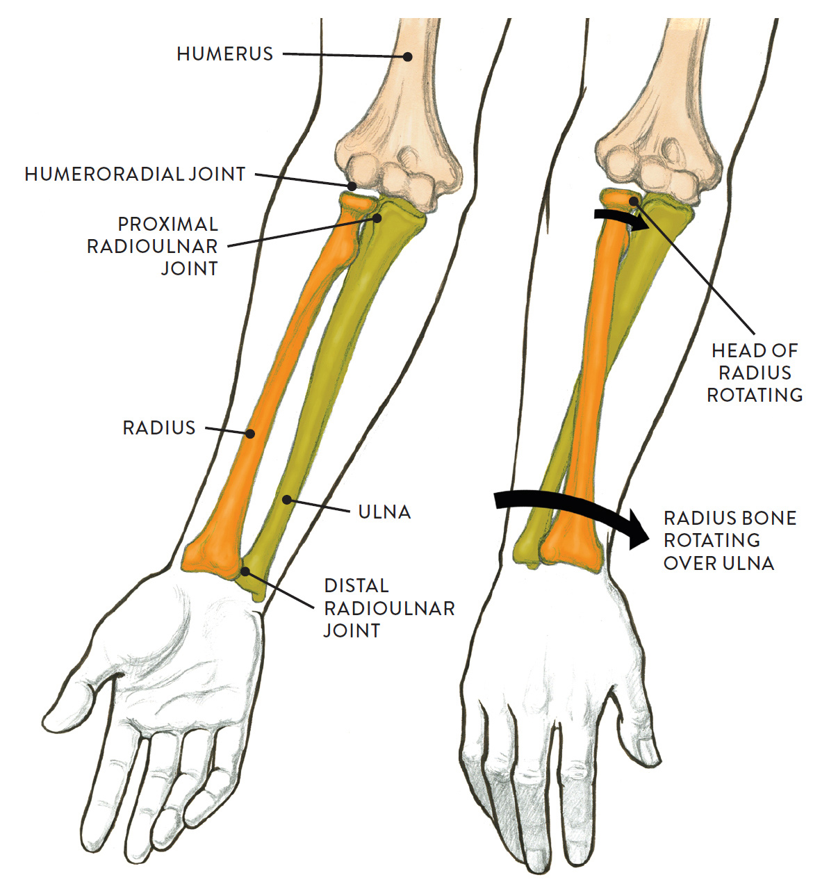 <p>Distal</p>