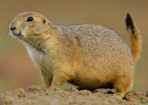 <p>broad head, large eyes, tiny ears; short, flat tail is tipped in black; live in colonies</p>