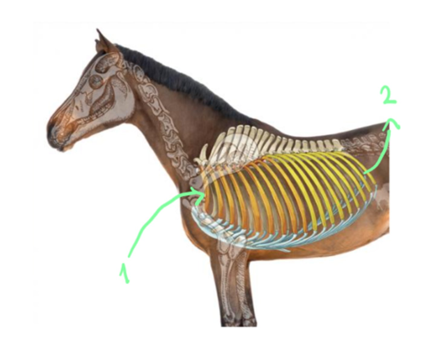 <p>structures in the pictures.</p>