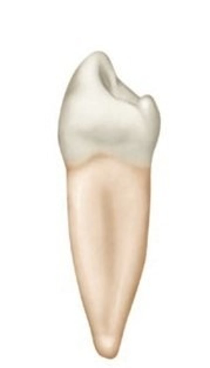 <p>Which premolar has a non-functional lingual cusp (due to the difference in the height of the two cusps)?</p>