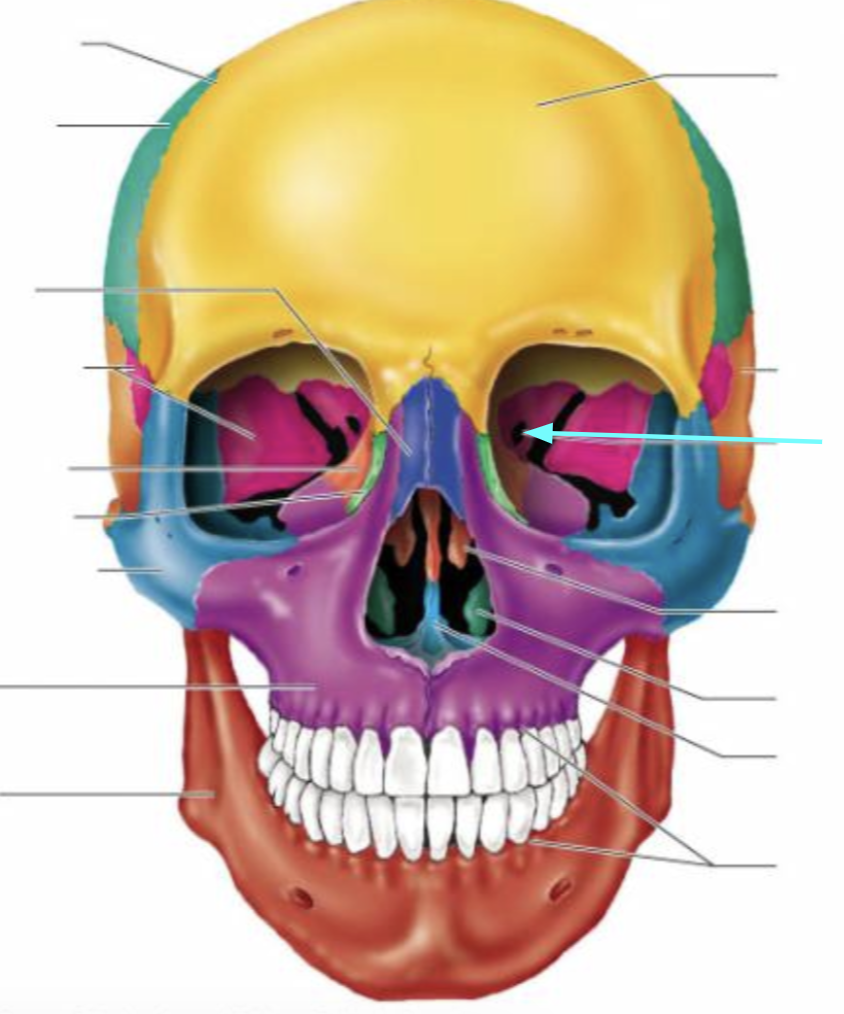 <ul><li><p><strong>Superior orbital fissure</strong></p></li><li><p>Slits in the orbits providing passaging of cranial nerves that control eye movements (III, IV, VI, and the ophthalmic division of V) </p></li></ul><p></p>