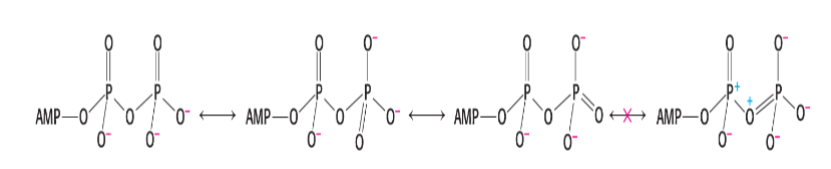 <p>There are fewer resonance structures available to the __________________ of ATP than to _____________________________.</p>