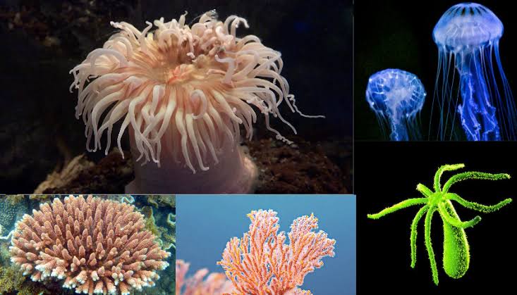<p>Cnidarians</p>