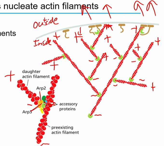 <ul><li><p>uses polar actin network</p></li><li><p>actin getting added to <u>leading edge</u> (membrane region of cell)</p></li><li><p>new branches from arp2/3 poking the membrane forward</p></li><li><p>actin treadmilling (poke forward while loss on other end)</p></li></ul><p>basically: poke poke poke, other side contractile & getting dragged along</p>