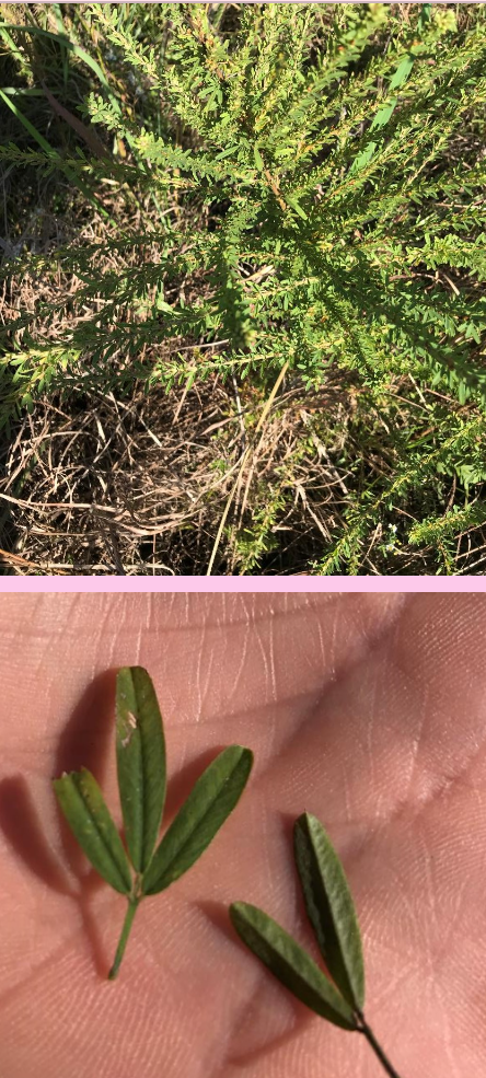 <p>What are the scientific name (genus and specific epithet) of this plant?</p>