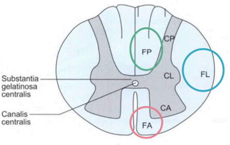 <ul><li><p><span style="color: #48ee2c">Bagstreng</span>: funiculus posterior → opdeles rostralt i medial fasciculus gracilis og lateral fasciculus cuneatus</p></li><li><p><span style="color: #2bbbed">Sidestreng</span>: funiculus lateralis</p></li><li><p><span style="color: #ed2b2b">Forstreng</span>: funiculus anterior</p></li></ul><p></p>