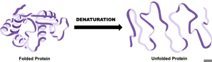 <p>a loss of both structure and function of an enzyme due to conditions that cause it to unfold from its normal conformation</p><p>sometimes can be reversed, but only if the primary structure remains intact and the environment returns to optimal condition before further damage happens</p><p>caused by temperature,pH, and chemical environment</p><p>temperature-while the rate of the enzyme activity initially increased with temperature increase(due to collision), outside of the optimal range heat can break hydrogen and ionic bonds that hold the protein in the 3D shape</p><p>pH- outside of the optimal range, pH can disrupt hydrogen bonds in the enzyme and can alter charges or amino acids, changing the shape of the active site, making it harder or impossible for a substrate to bind</p><p>chemical environment-substances around the protein, like salts, detergents, solvents, or alcohol can unfold proteins</p>