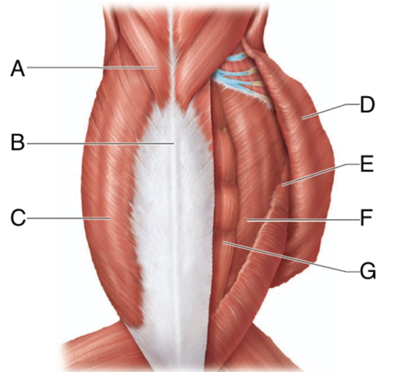 <p>What is the muscle indicated by letter F? What is an attachment point and function?</p>