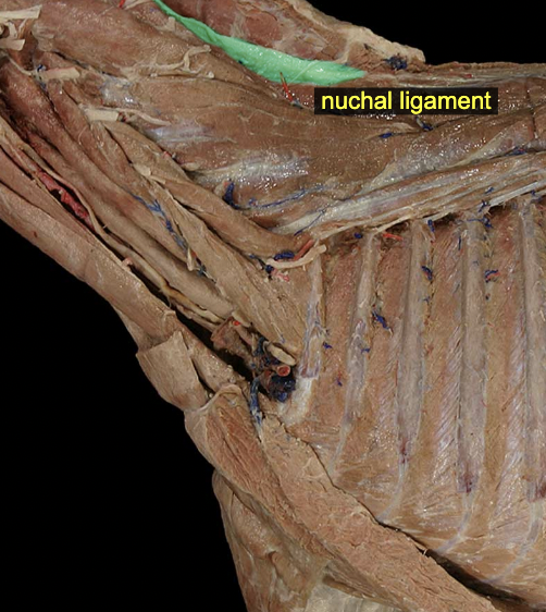 <p>Nuchal ligament (ungulates: laminar &amp; funicular parts)</p>