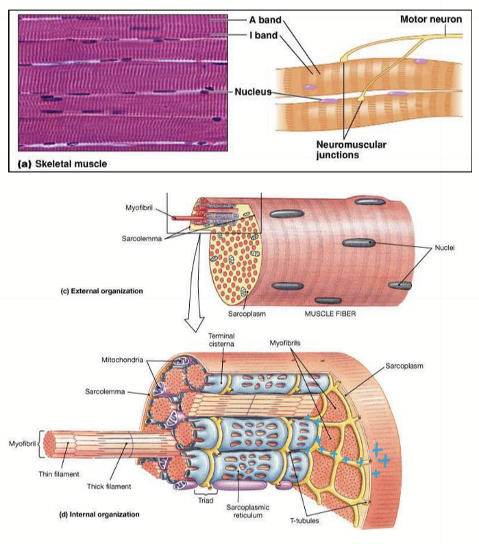 <ul><li><p>Striated</p></li><li><p>Multinucleated</p></li><li><p>Sarcolemma has APs</p></li><li><p>APs travel to myofibrils/sarcomeres via t-tubules to excite entire cell </p></li><li><p>Contain several myofibrils </p></li></ul><p></p>