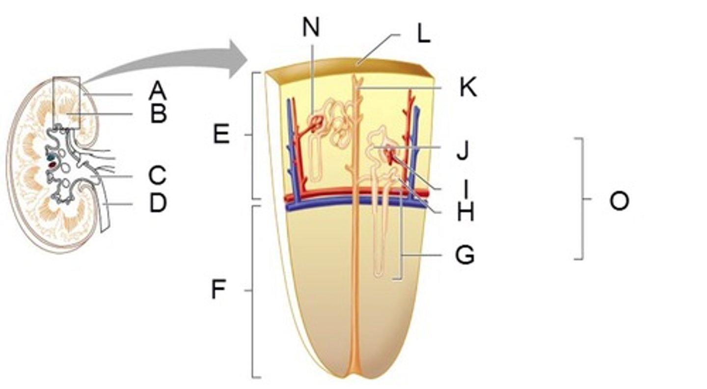 <p>N</p>