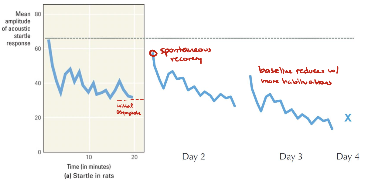 <ul><li><p>After multiple series of stimulus repetitions and spontaneous recoveries, the response decrease becomes more rapid and more pronounced</p><ul><li><p>Many repetitions of habituation/spontaneous recovery → effects become more permanent</p></li><li><p>Baseline is reduces</p></li></ul></li></ul><p></p>