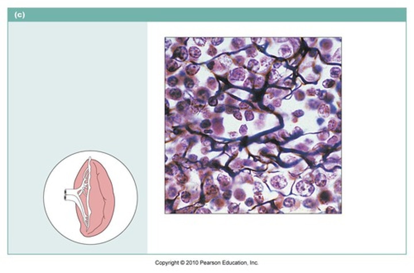 <p>(loose connective tissue) is composed of thin, collagenous fibers in a 3-D network. It helps to provide framework of certain internal organs (liver and spleen).</p>
