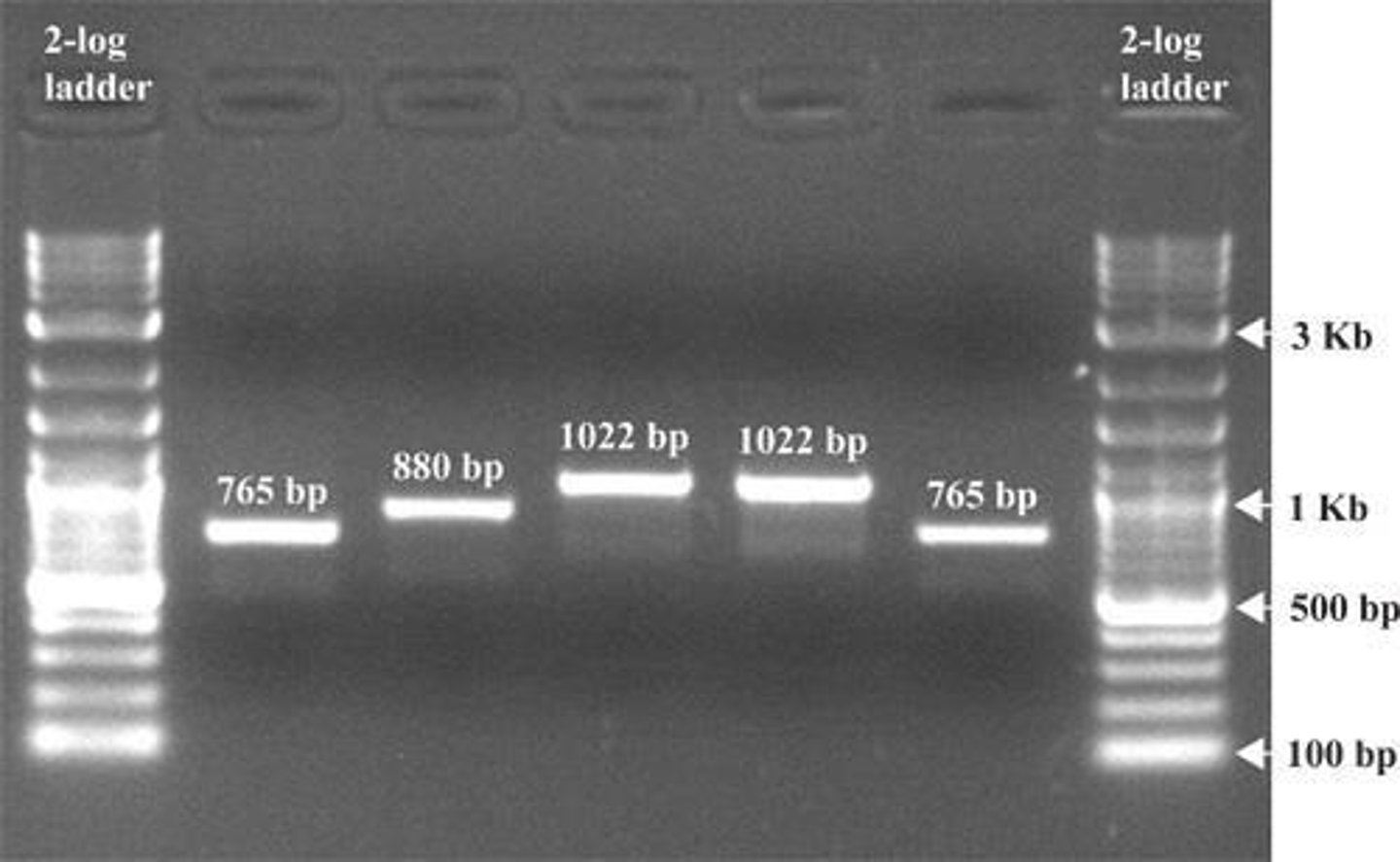 <p>To determine the size of DNA fragments by comparing them to known standards.</p>
