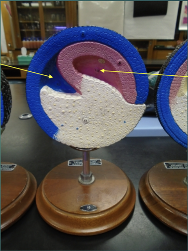 <p>what structures are the arrows pointing to?</p>