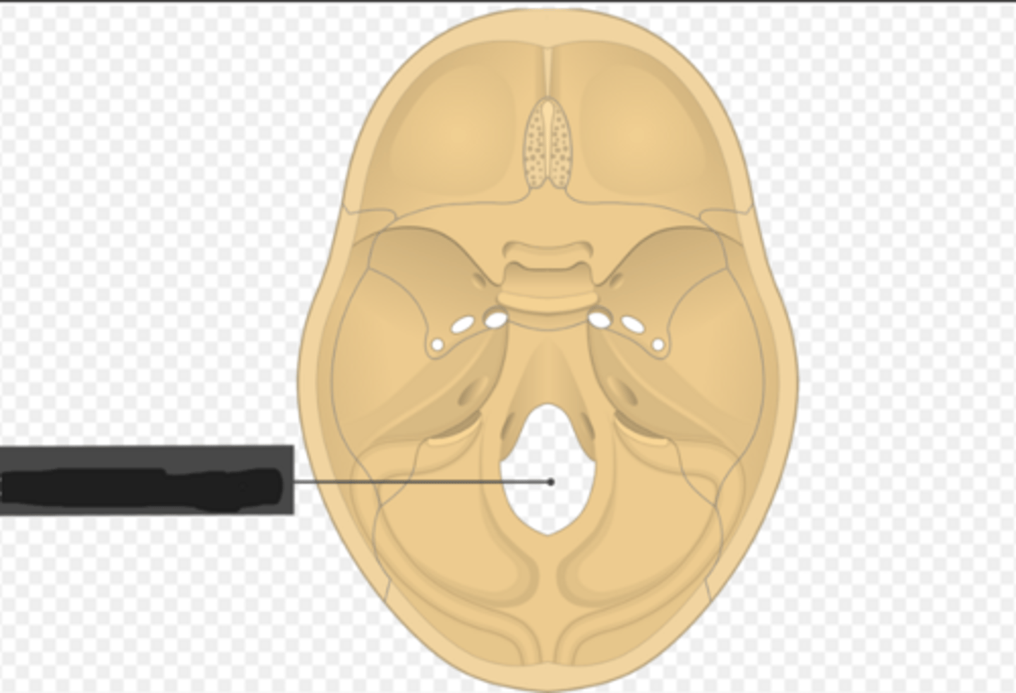 <p>Foramen magnum of the occipital bone</p>