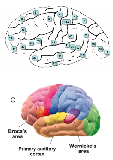 <p>auditory </p><ul><li><p>22 = superior temporal gyrus </p></li></ul><p>written</p><ul><li><p>40 = supramarginal </p></li><li><p>39 = angular gyri </p></li></ul><p></p>