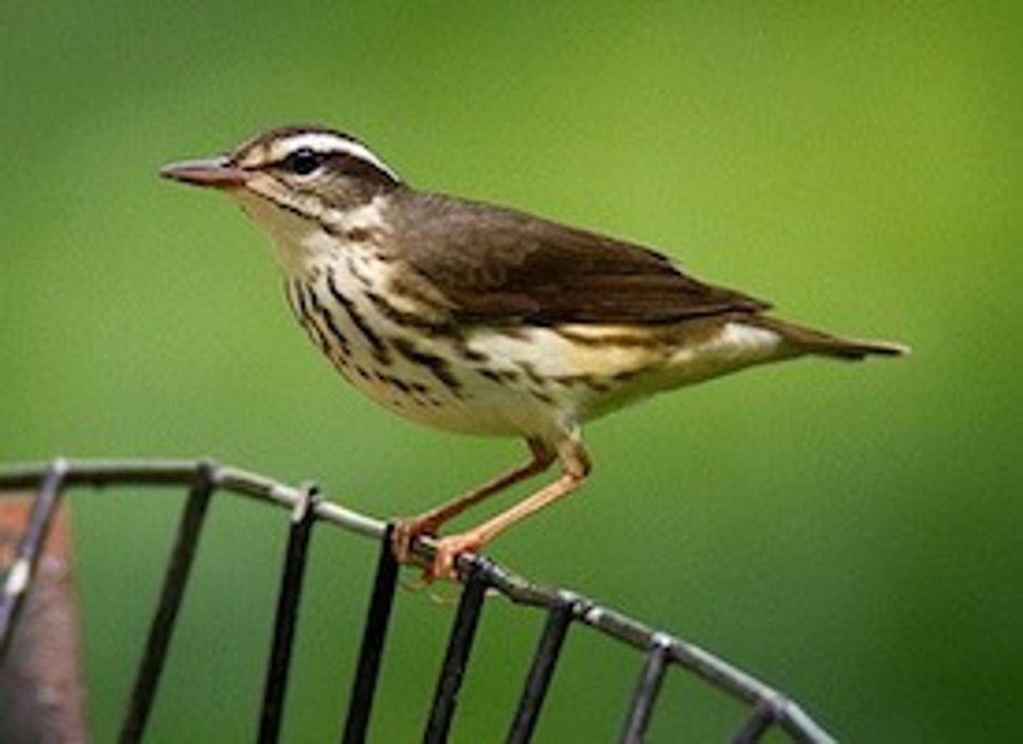 <p>Passeriformes</p><p>white supercilium, streaking on breast , brighter pink legs</p>