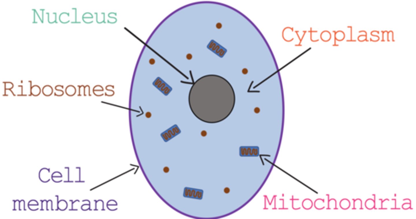 <p>cytoplasm, nucleus, cell membrane, ribosome, mitochondrion</p>