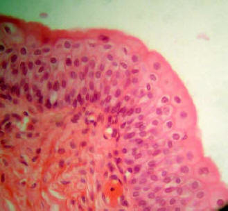 <p>Name the tissue</p>