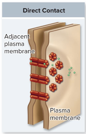 <p>molecules on plasma membrane of one cell recognized by receptors on plasma membrane of neighboring cell</p>