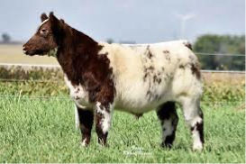 <p>What Breed?</p>