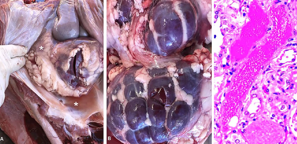 <p>What is the etiology?</p><p>A-Quercus robur</p><p>B-Nerium oleander ~</p><p>C-So/anum ma/acoxylon</p><p>D-Vicia villosa</p>