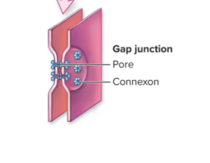 <ul><li><p>allow small substances to be transported between adjacent cells</p></li><li><p>Each gap contains a small group of tubular structures which are composed of a cluster of six proteins called connexins and has a fluid filled channel running down the center</p></li></ul>