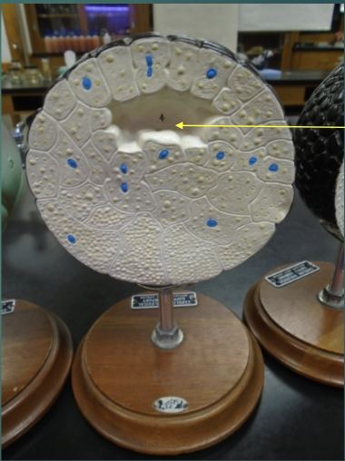 <p>what structure is the arrow pointing to in this model?</p>