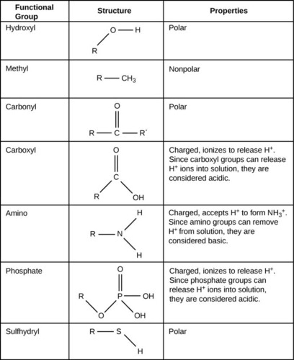 <p>Ammonium ion, amine group: -NH3+, -NH2</p><p>Hydroxyl group: -OH</p><p>Carbonyl group: O=C--</p><p>Carboxyl group, Carboxylic Acid: O=C--OH, O=C--O_</p><p>Amide group: O=C--N--H</p><p>Thiols: -SH</p><p>Sulfides: -S-</p><p>Disulfides: -S-S-</p>