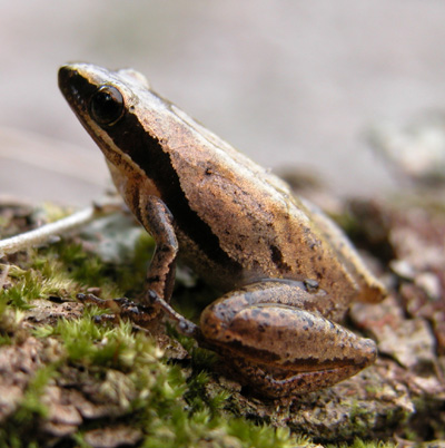 <p>little grass frog habitats/range</p>