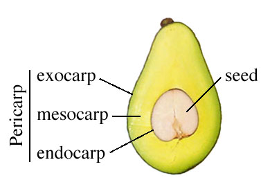 <p>boundary around seed which may be hard/stoney/papery</p>