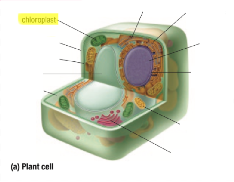 <p>Chloroplast</p>