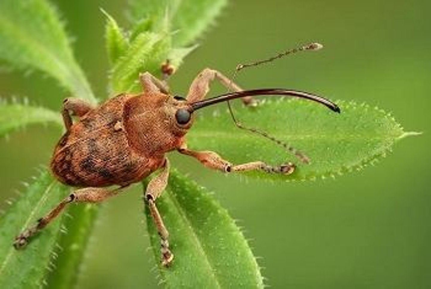<p>Weevils</p>
