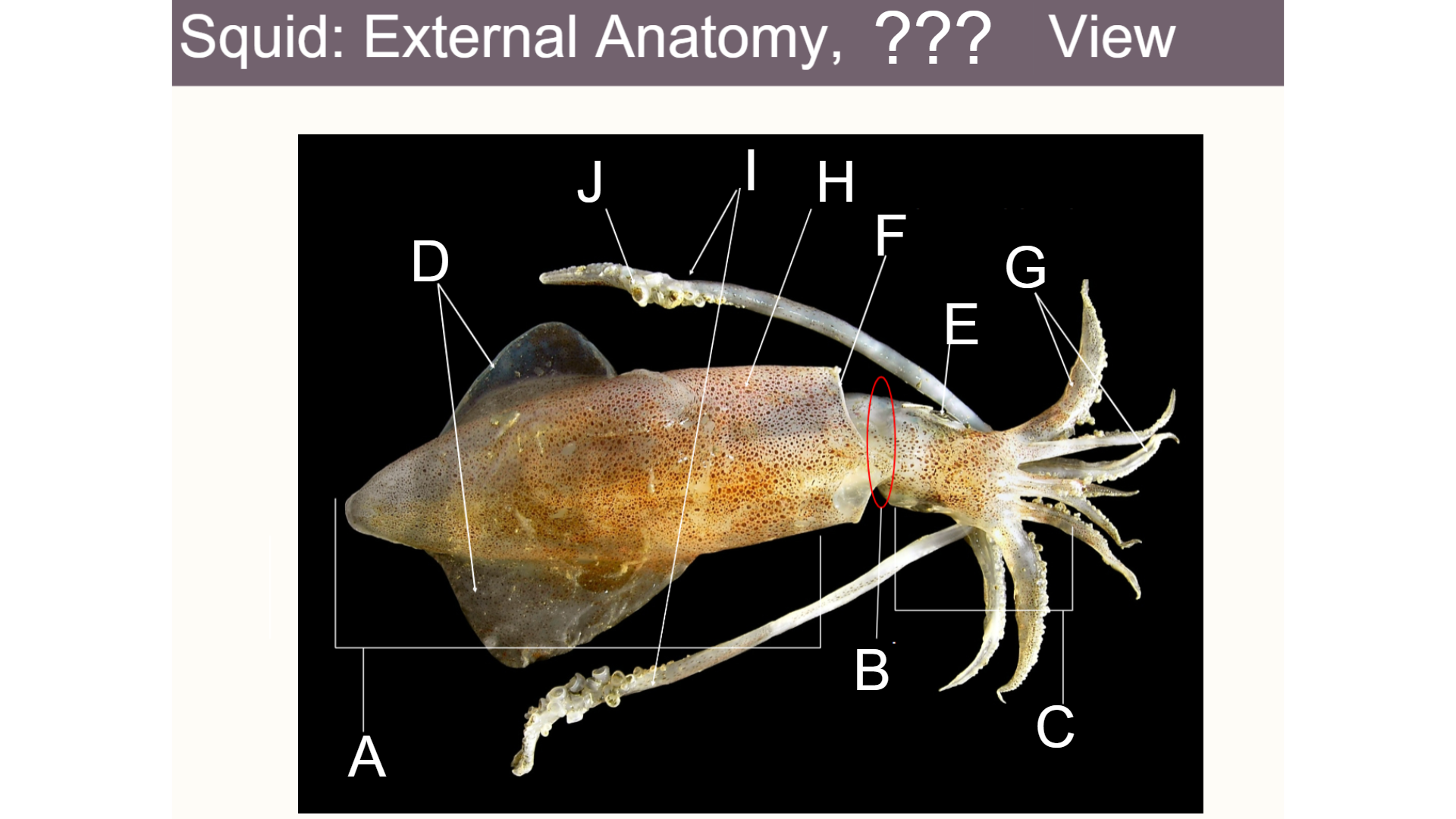 <p>Is this a dorsal or ventral view?</p>