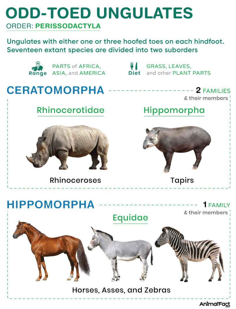 <p>odd-toed hoofed mammals, horses, zebras, and rhinos </p>