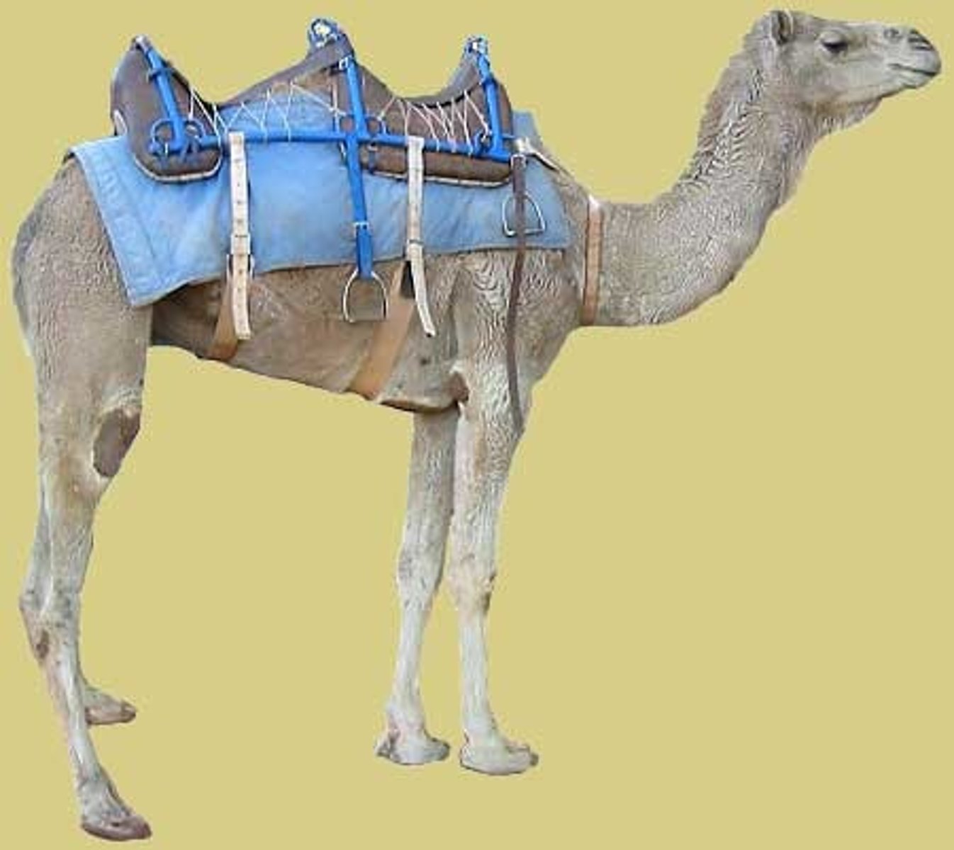 <p>Various types of saddles that contributed to the growth of trade in the Sahara Desert. South Arabians made a saddle that made riding easier. Northern Arabians made a saddle that increased visibility for battles. The Somalis in East Africa developed a saddle that allowed camels to carry up to 600 pounds.</p>