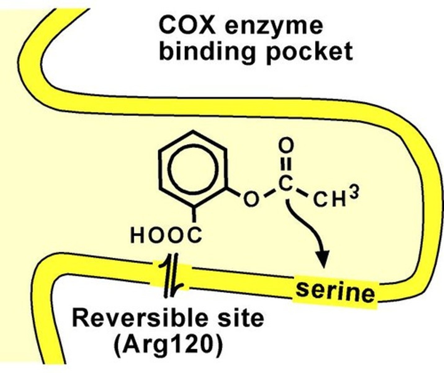 <p>NSAIDs that permanently inhibit COX enzymes.</p>