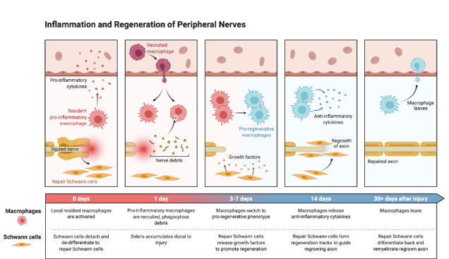 <p>Wallerian Degeneration is retrograde degeneration of axon after nerve injury; 90% of axons damaged at site of injury, when does regeneration process begin?</p>